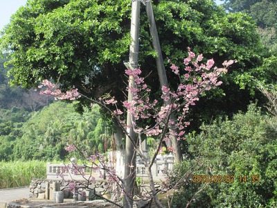 桜