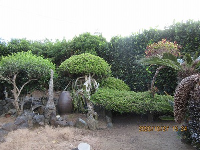 トーマグ庭木