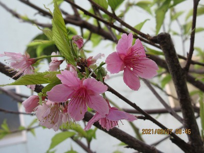 菜園の桜
