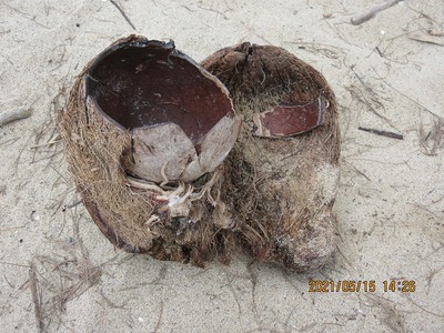 椰子の殻