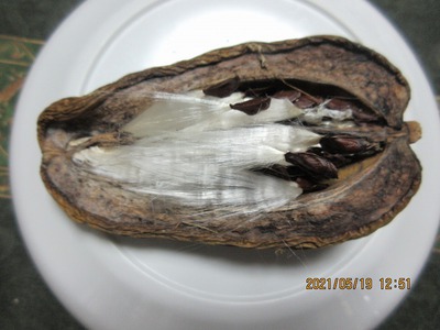 マダガスカルジャスミンの種