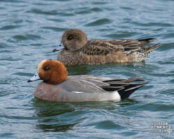 ヒドリガモの雌雄 ヒドリガモの雌雄